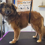 Clifford a rejoint le concours — aidez-le/la à gagner de superbes lots ! animal, brown_dog, dog, dog_breed_chart, domestic_animal, ears, fluffy, fur, grooming_table, harness, indoor, leash, paw, pet, pet_grooming, shelf, snout, standing, tail, wall_chart