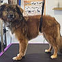 animal, brown_dog, dog, dog_breed_chart, domestic_animal, ears, fluffy, fur, grooming_table, harness, indoor, leash, paw, pet, pet_grooming, shelf, snout, standing, tail, wall_chart