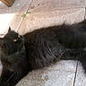 cat, black_cat, long_hair, fluffy, feline, animal, pet, golden_eyes, lying_down, sprawled, tail, whiskers, ears, fur, outdoor, patio, tiles, sunlight, leaf, portrait