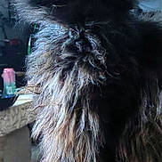 Olympe participe au concours pour gagner de l'argent avec cette photo : cat, black_cat, long_hair, fluffy, feline, pet, animal, sitting, portrait, indoors, cushion, pink_cushion, fur, whiskers, ears, eyes, tail, home, moody_lighting, close_up