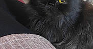 Olympe participe au concours pour gagner de l'argent avec cette photo : cat, black_cat, fluffy, long_hair, yellow_eyes, pet, animal, portrait, sitting, indoors, living_room, couch, cushion, coffee_table, furniture, home, fur, whiskers, grumpy_expression, photography