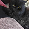 cat, black_cat, fluffy, long_hair, yellow_eyes, pet, animal, portrait, sitting, indoors, living_room, couch, cushion, coffee_table, furniture, home, fur, whiskers, grumpy_expression, photography