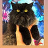 cat, black_cat, fluffy, long_hair, golden_eyes, animal, pet, portrait, close_up, being_held, hands, pointy_ears, whiskers, fur, looking_at_camera, colorful_background, indoors, dramatic, cute, photography