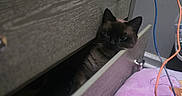 Yasuke is registered to the contest to win money with this photo: cat, drawer, furniture, siamese_cat, wood_texture, indoor, pet, peeking, curious, shadow, room, pillow, cable, colorful, cozy, home, animal, knob, floor, soft