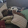 Yasuke joined the competition — help win amazing prizes! cat, cats, pillow, couch, indoor, resting, sleeping, feline, pet, cozy, striped_cat, black_and_white_cat, brown_cat, fur, domestic_animal, relaxation, furniture, blanket, home, stuffed_toy