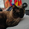 Yasuke is registered to the contest to win money with this photo: cat, siamese_cat, sleeping, whiskers, fur, indoor, bed, pillow, resting, animal, pet, closeup, blurred_background, colorful, flags, cozy, soft_light, feline, domestic_animal, relaxation