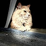 Vincent Edward is registered to the contest to win money with this photo: animal, calm, cat, closeup, cute, ears, feline, fluffy, fur, indoor, light, paws, pet, portrait, quiet, relaxed, resting, shadow, soft_light, whiskers