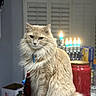 Vincent Edward joined the competition — help win amazing prizes! animal, beige, candle, cat, countertop, decor, domestic_animal, feline, fluffy, furry, holiday, household, indoor, jar, kitchen, menorah, pet, portrait, sitting, warm_lighting