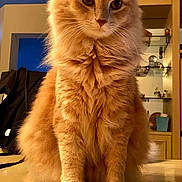 Vincent Edward is registered to the contest to win money with this photo: animal, cat, cozy, curious, domestic_cat, ears, eyes, fluffy, fur, furniture, home, indoor, mammal, orange_cat, pet, portrait, sitting, table, tabletop, whiskers