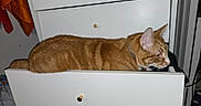 Lynx Freeman is registered to the contest to win money with this photo: alert, animal, cabinet, cat, collar, cozy, curious, cute, domestic_cat, drawer, furniture, home, indoor, knob, orange_tabby, pet, resting, side_view, sleepy, white