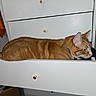 alert, animal, cabinet, cat, collar, cozy, curious, cute, domestic_cat, drawer, furniture, home, indoor, knob, orange_tabby, pet, resting, side_view, sleepy, white