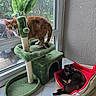 animal, cat, cat_tree, cozy, curious, dark_cat, domestic, feline, ginger_cat, greenery, home, indoor, leaves, pet_bed, pets, relaxed, resting, sunlight, tile_floor, window
