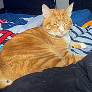 Lynx Freeman joined the competition — help win amazing prizes! animal, bed, blanket, cat, closeup, comfort, cozy, cute, domestic_animal, feline, fur, indoor, mammal, orange_tabby, pet, relaxed, resting, sleepy, striped, whiskers