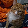 animal, bedroom, blanket, cat, collar, comforter, cute, domestic_cat, ears, eyes, feline, fur, home, indoor, nose, orange_tabby, paw, pet, resting, whiskers