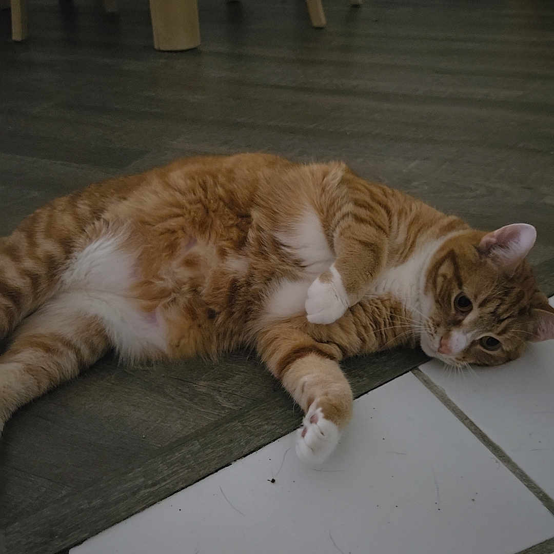 Lynx Freeman