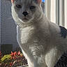 Mercury is registered to the contest to win money with this photo: animal, black_and_white, blue_sky, cat, daylight, domestic, feline, houseplant, indoor, nature_outside, pet, plants, portrait, quiet, relaxed, sitting, sunlight, whiskers, window, windowsill