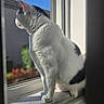 Mercury is registered to the contest to win money with this photo: animal, black_spots, blue_sky, cat, contemplative, cozy, daylight, fur_texture, garden, indoor, looking_out, pet, plant, screen, shadow, side_view, sunlight, white_fur, window, windowsill