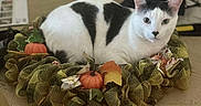 Mercury joined the competition — help win amazing prizes! animal, autumn_wreath, black_and_white, cat, close_up, cozy, cute, decorative, domestic_cat, fall, feline, holiday, indoor, leaf, pet, pumpkin, relaxed, resting, seasonal, table
