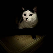 Mercury is registered to the contest to win money with this photo: animal, black_markings, cat, closeup, dark_background, eyes, face, fur, indoor, isolated, low_light, mysterious, pet, portrait, quiet, shadow, sitting, whiskers, white_cat, wooden_surface