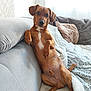 dog, brown_dog, dachshund, pet, couch, blanket, indoor, relaxed, looking_at_camera, cozy, fur, ears, nose, paw, tail, home, furniture, cute, animal, companion
