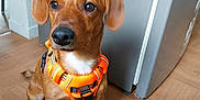 Snow a rejoint le concours — aidez-le/la à gagner de superbes lots ! dog, brown_dog, orange_harness, pet, indoor, wooden_floor, curious, sitting, canine, domestic_animal, floor, appliance, ears, animal, mammal, looking, fur, paw, cute, companion