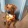 dog, brown_dog, orange_harness, pet, indoor, wooden_floor, curious, sitting, canine, domestic_animal, floor, appliance, ears, animal, mammal, looking, fur, paw, cute, companion