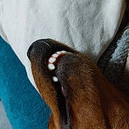 Snow a rejoint le concours — aidez-le/la à gagner de superbes lots ! dog, snout, nose, teeth, mouth, close_up, brown_fur, blanket, pillow, cozy, resting, indoor, pet, animal, fur, sleeping, canine, whiskers, relaxation, comfort