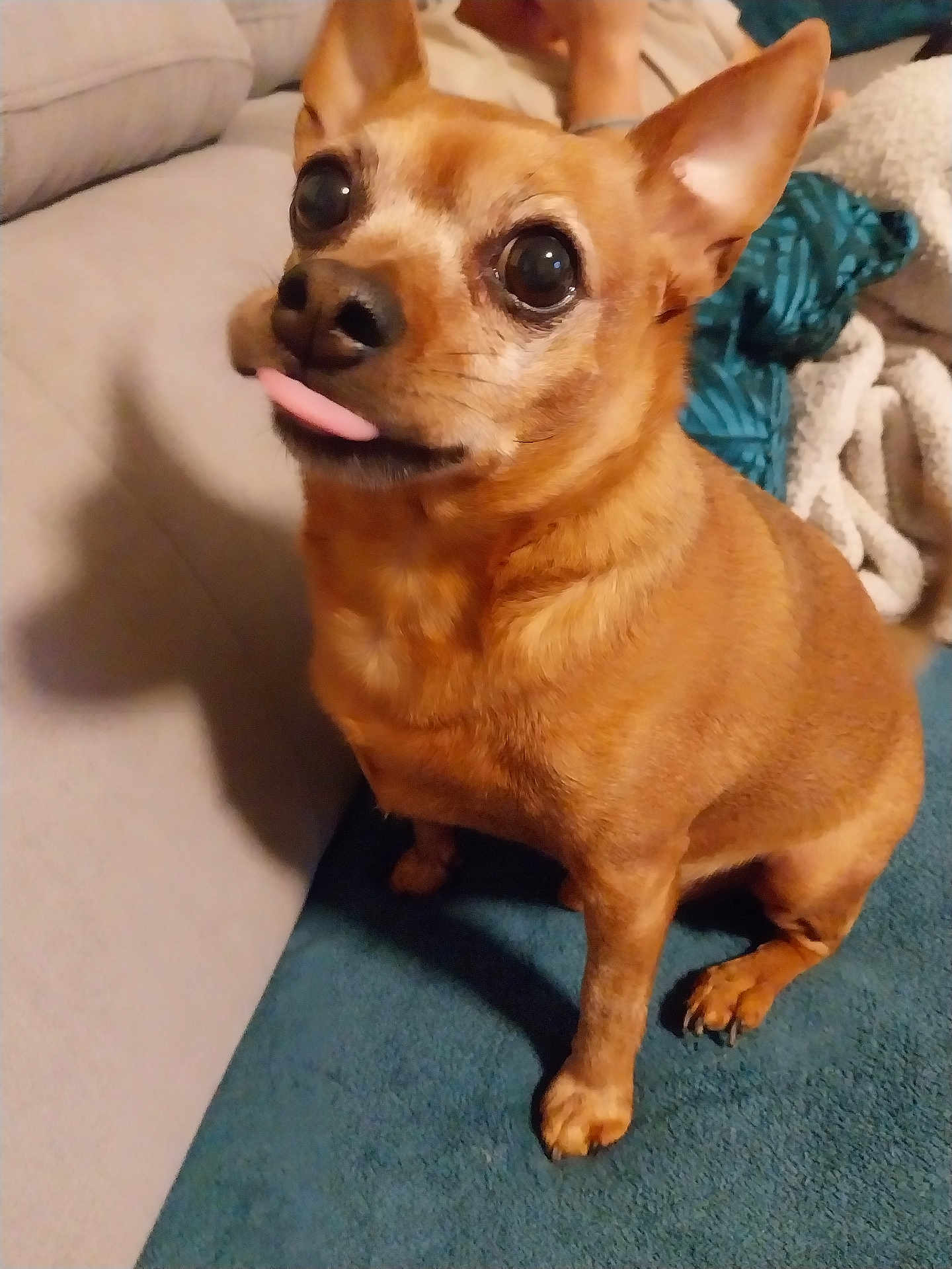 Nuts a rejoint le concours — aidez-le/la à gagner de superbes lots ! dog, small_dog, brown_dog, pet, tongue_out, indoor, carpet, couch, blanket, cute, animal, companion, furry, ears, canine, looking_up, sitting, household, cozy, expression