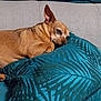 Nuts participe au concours pour gagner de l'argent avec cette photo : dog, brown_dog, small_dog, couch, pillow, teal_pillow, sleepy, resting, indoor, pet, animal, fur, cozy, relaxed, ear_up, close_up, home, comfort, canine, nap_time
