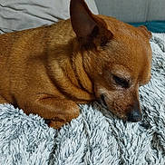 Nuts a rejoint le concours — aidez-le/la à gagner de superbes lots ! dog, brown_dog, sleeping, resting, blanket, fluffy, cozy, indoor, pet, animal, fur, snout, ear, cute, relaxed, comfort, nap, small_dog, couch, home