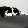 cat, black_and_white, fluffy, lounging, couch, indoor, sunlight, window, relaxed, pet, feline, fur, resting, domestic_animal, animal, home, cozy, comfortable, sleepy, whiskers