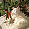 Poupette a rejoint le concours — aidez-le/la à gagner de superbes lots ! cat, white_cat, fluffy, potted_plant, tablecloth, indoor, sunlight, window, garden, stone_wall, greenery, relaxed, pet, animal, feline, houseplant, decor, cozy, daylight, resting