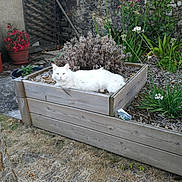 Poupette a rejoint le concours — aidez-le/la à gagner de superbes lots ! cat, white_cat, planter_box, garden, flowers, wooden_box, plant, dried_plant, greenery, outdoor, pet, animal, relaxed, feline, nature, summer, yard, tree, leaf, grass