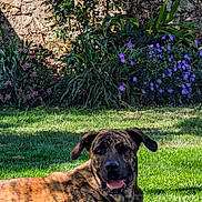 Skotty a rejoint le concours — aidez-le/la à gagner de superbes lots ! dog, brindle, grass, garden, flowers, stone_wall, sunlight, shadow, nature, outdoor, pet, canine, relaxed, summer, greenery, plant, leaf, flora, animal, mammal