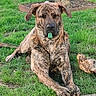 Skotty participe au concours pour gagner de l'argent avec cette photo : dog, brindle, grass, outdoor, tree, pet, canine, lying_down, nature, relaxed, animal, greenery, paw, snout, muzzle, tongue, daylight, companion, domestic_animal, playful