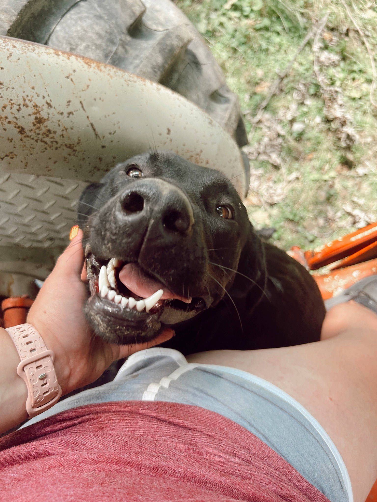 Abby is registered to the contest to win money with this photo: canidae, carnivore, comfort, companion_dog, dog, dog_breed, fawn, foot, grass, leisure, plant, recreation, seal, sitting, snout, sporting_group, terrestrial_animal, vacation, whiskers, working_animal