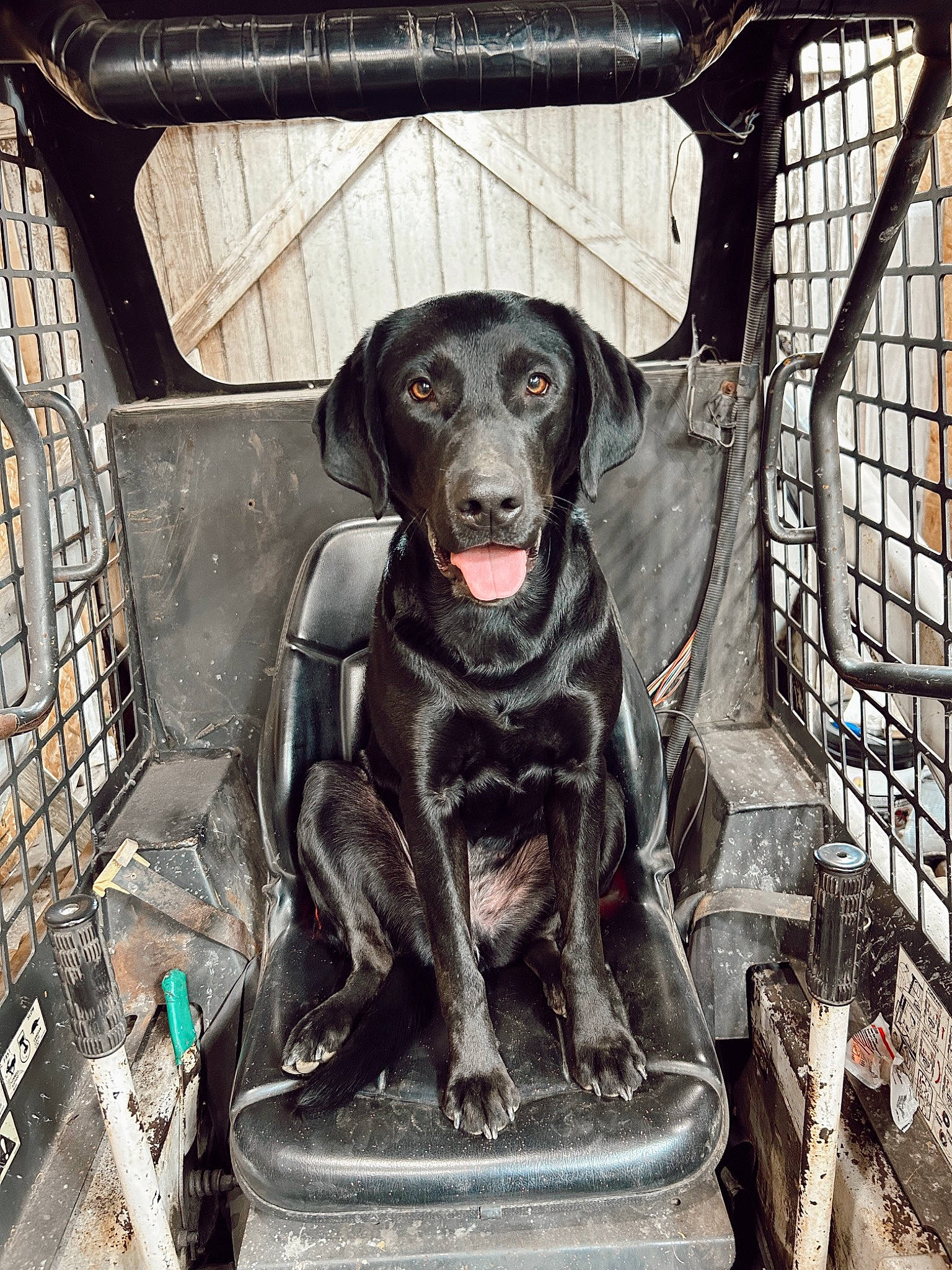 Abby joined the competition — help win amazing prizes! animal_shelter, art, canidae, carnivore, companion_dog, dog, dog_breed, dog_crate, dog_supply, fur, guard_dog, labrador_retriever, liver, mesh, metal, pet_supply, sitting, sporting_group, street_dog, working_animal