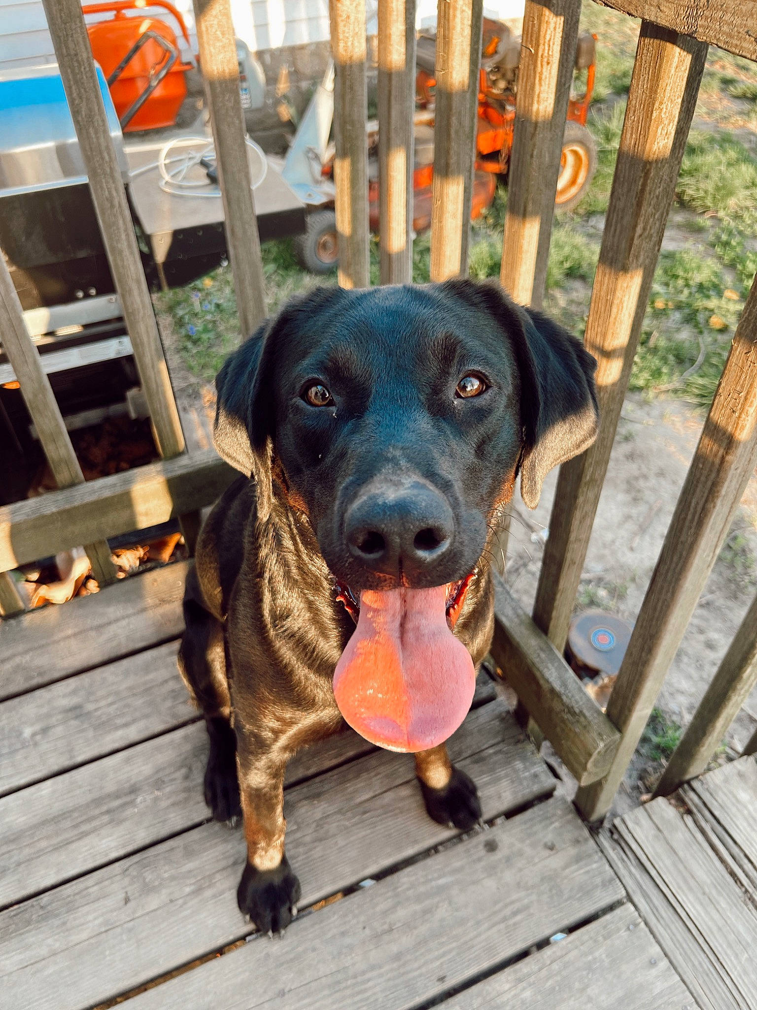 Abby joined the competition — help win amazing prizes! borador, canidae, carnivore, chair, collar, companion_dog, dog, dog_breed, dog_collar, dog_supply, fawn, fence, guard_dog, home_fencing, liver, snout, sporting_group, whiskers, wood, working_animal