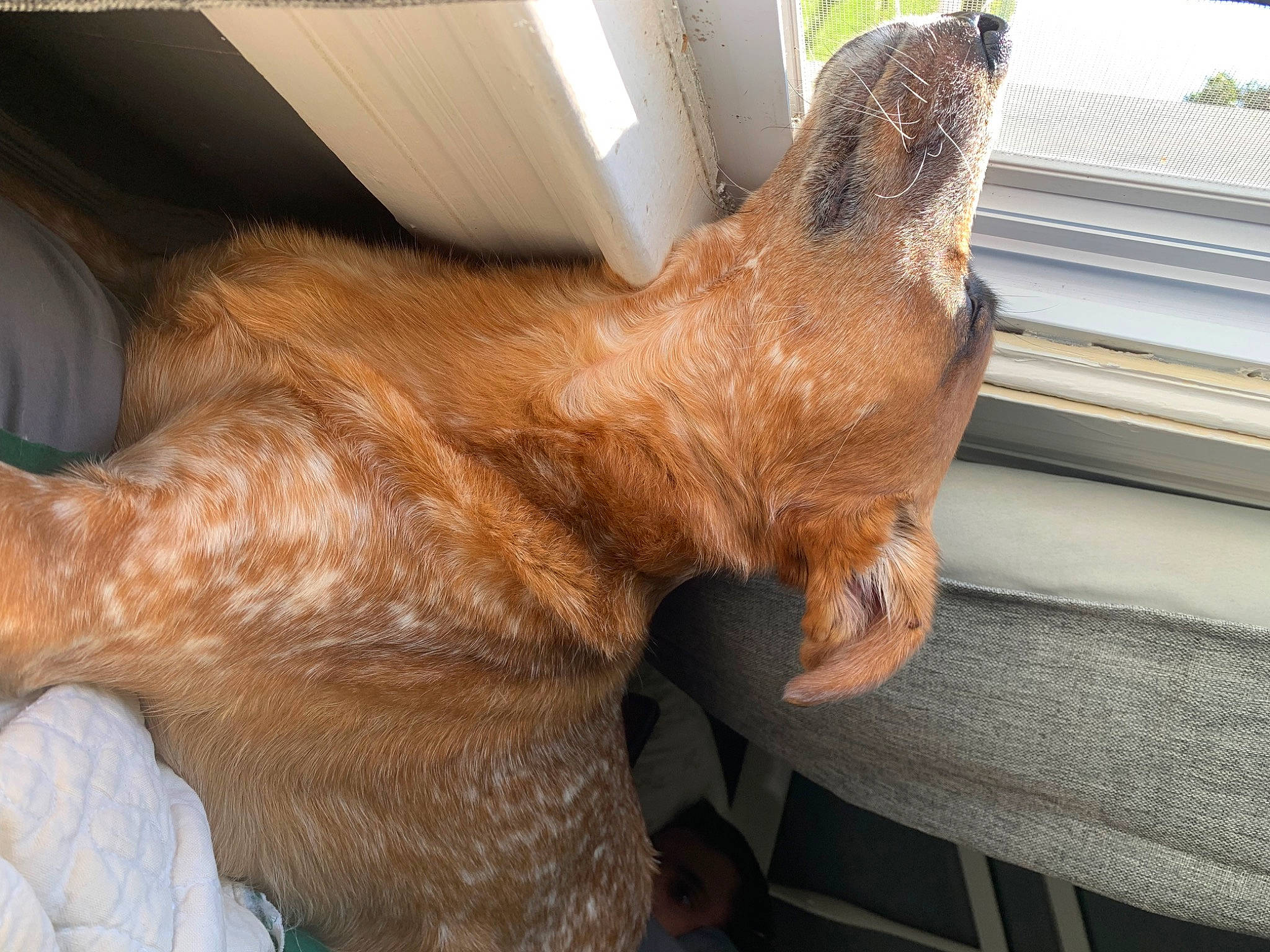 Cody is registered to the contest to win money with this photo: canidae, carnivore, cat, claw, comfort, dog_breed, fawn, felidae, foot, fur, human_leg, liver, plant, small_to_medium_sized_cats, snout, sporting_group, tail, whiskers, window, window_blind