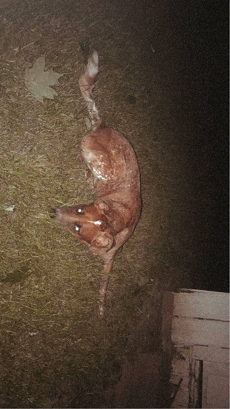 Cody is registered to the contest to win money with this photo: art, artifact, darkness, flooring, foot, grass, plant, plant_stem, reptile, road_surface, shadow, soil, still_life_photography, tail, terrestrial_animal, tints_and_shades, tree, twig, visual_arts, wood