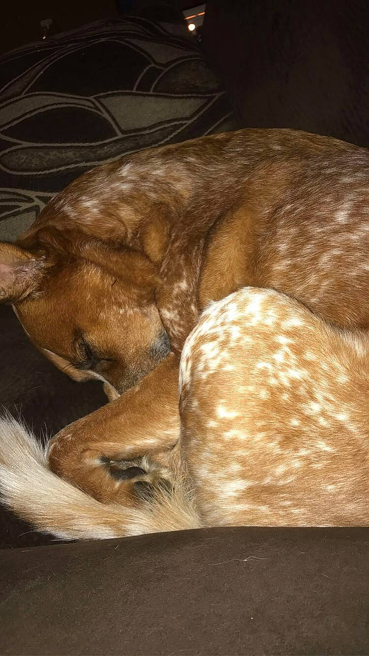 Cody joined the competition — help win amazing prizes! art, canidae, carnivore, comfort, companion_dog, dog, dog_breed, fawn, fur, guard_dog, liver, nap, sleep, snout, sporting_group, tail, terrestrial_animal, whiskers, working_animal, wrinkle