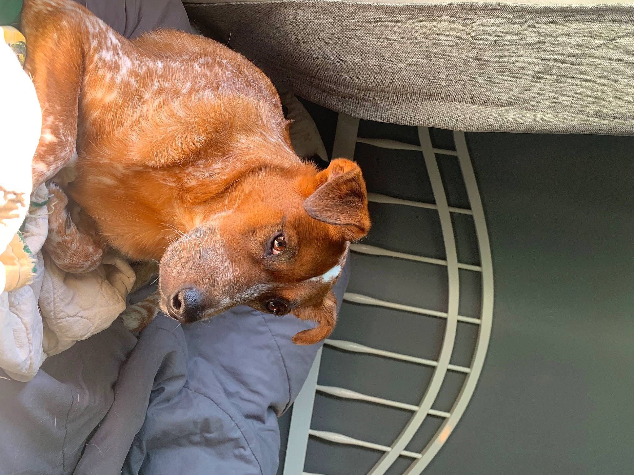 Cody is registered to the contest to win money with this photo: canidae, carnivore, claw, comfort, companion_dog, dog, dog_breed, ear, fawn, flesh, fur, hornado, liver, snout, sporting_group, terrestrial_animal, whiskers, working_animal, wrinkle