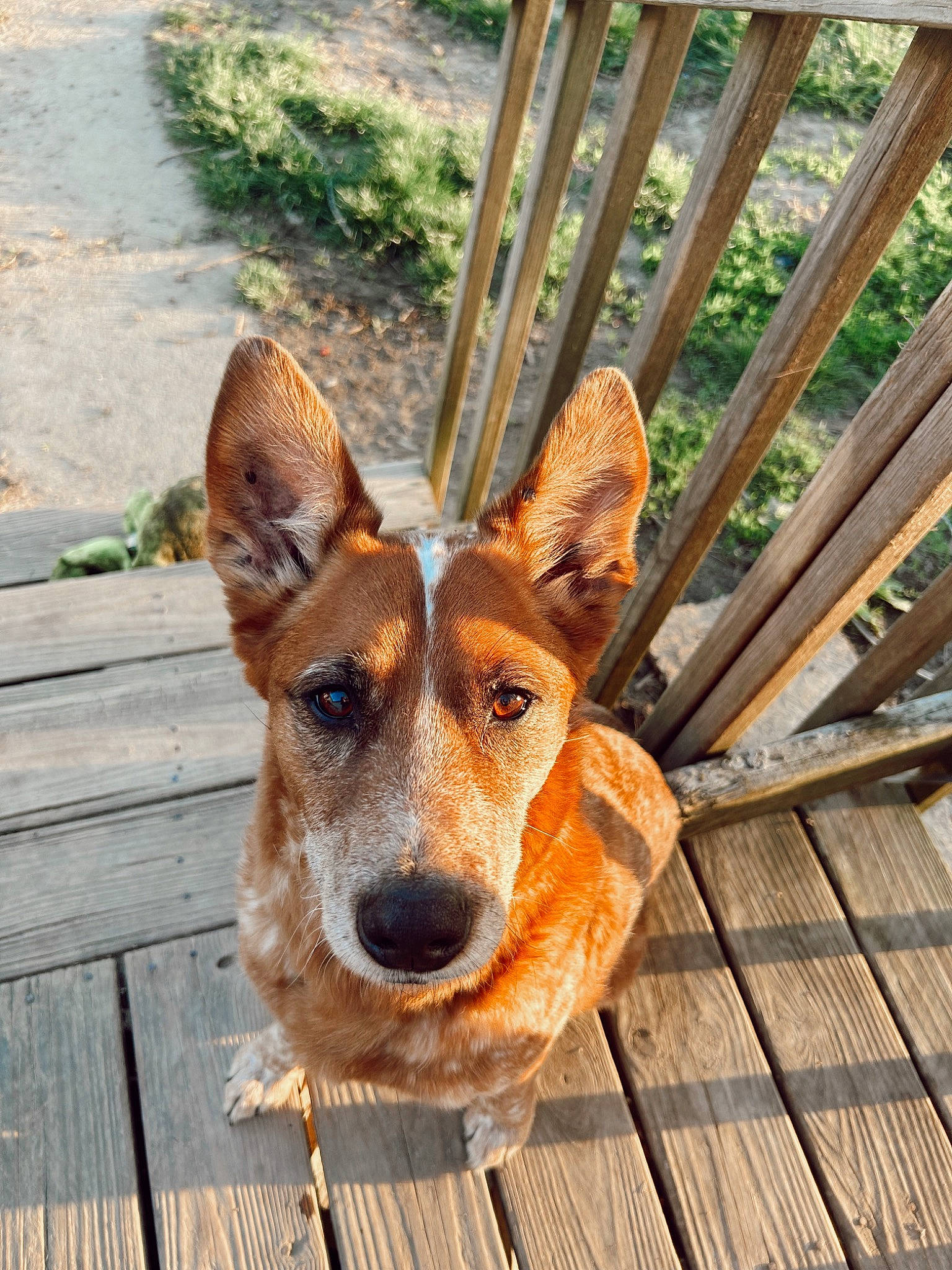 Cody joined the competition — help win amazing prizes! basenji, canidae, carnivore, collar, companion_dog, dog, dog_breed, dog_supply, fawn, hardwood, hound, plank, plant, snout, sporting_group, terrestrial_animal, whiskers, wood, wood_stain, working_animal