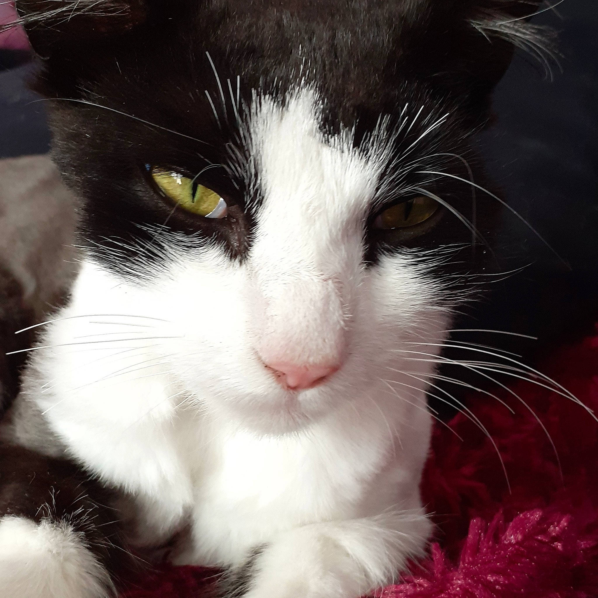 Deuce is registered to the contest to win money with this photo: black_cat, carnivore, cat, comfort, domestic_short_haired_cat, eye, felidae, fur, hair, head, paw, small_to_medium_sized_cats, snout, tail, terrestrial_animal, whiskers