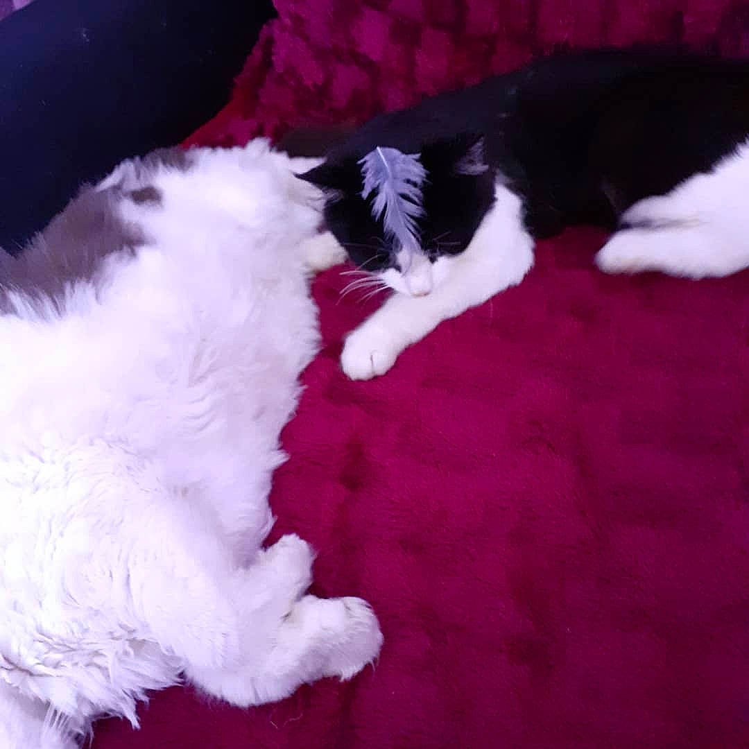 Deuce is registered to the contest to win money with this photo: canidae, carmine, carnivore, cat, comfort, companion_dog, dog_breed, felidae, flooring, fur, magenta, nap, pattern, paw, petal, pink, small_to_medium_sized_cats, sporting_group, tail, whiskers