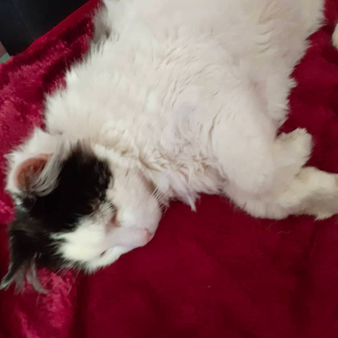 Presley joined the competition — help win amazing prizes! canidae, carmine, carnivore, cat, claw, comfort, companion_dog, dog_breed, fawn, felidae, foot, fur, non_sporting_group, paw, small_to_medium_sized_cats, snout, sporting_group, tail, terrestrial_animal, whiskers