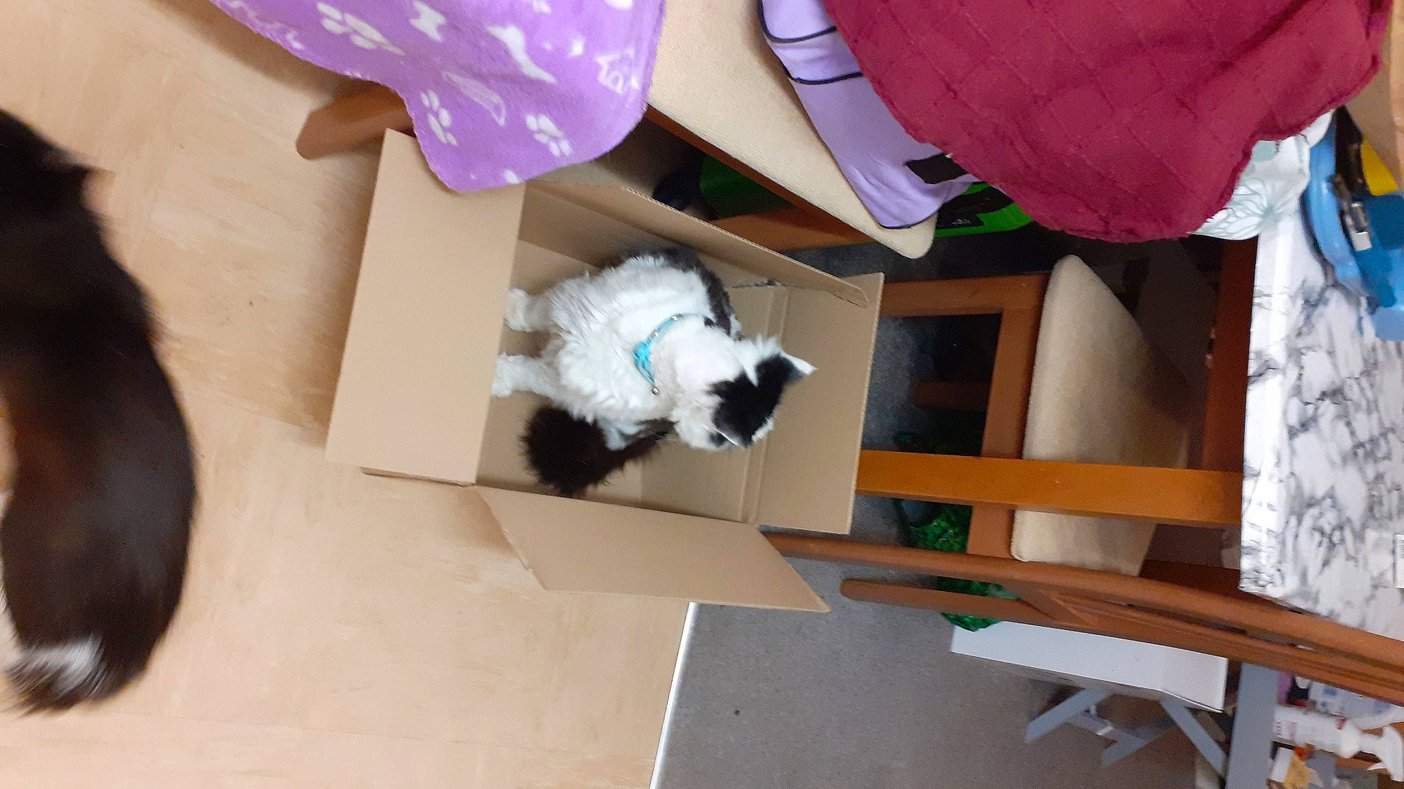 Presley is registered to the contest to win money with this photo: canidae, carnivore, cat, chair, companion_dog, design, felidae, floor, flooring, fur, hardwood, linens, magenta, room, small_to_medium_sized_cats, sporting_group, table, tail, textile, wood