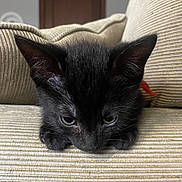 Blaque Ice joined the competition — help win amazing prizes! animal, black_cat, cat, closeup, couch, cozy, cute, ears, feline, fur, home, indoor, kitten, pet, resting, soft, striped, texture, whiskers, young