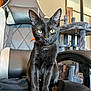 animal, black_cat, cat, cat_tree, chair, cozy, curious, domestic_cat, feline, furniture, home, indoor, looking_at_camera, mirror, orange_collar, pet, portrait, sitting, soft_lighting, yellow_eyes