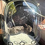 Blaque Ice is registered to the contest to win money with this photo: animal, black_cat, car_interior, cat, feline, indoor, leather_seat, lens_flare, mesh, pet, pet_carrier, reflection, relaxing, seatbelt, shadow, sunlight, transport, travel, window, yellow_eyes